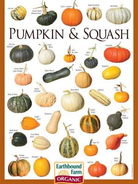 pumpkin chart